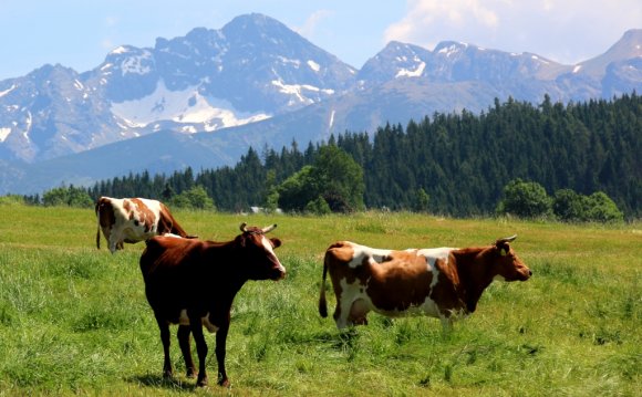 Restructuring of cattle